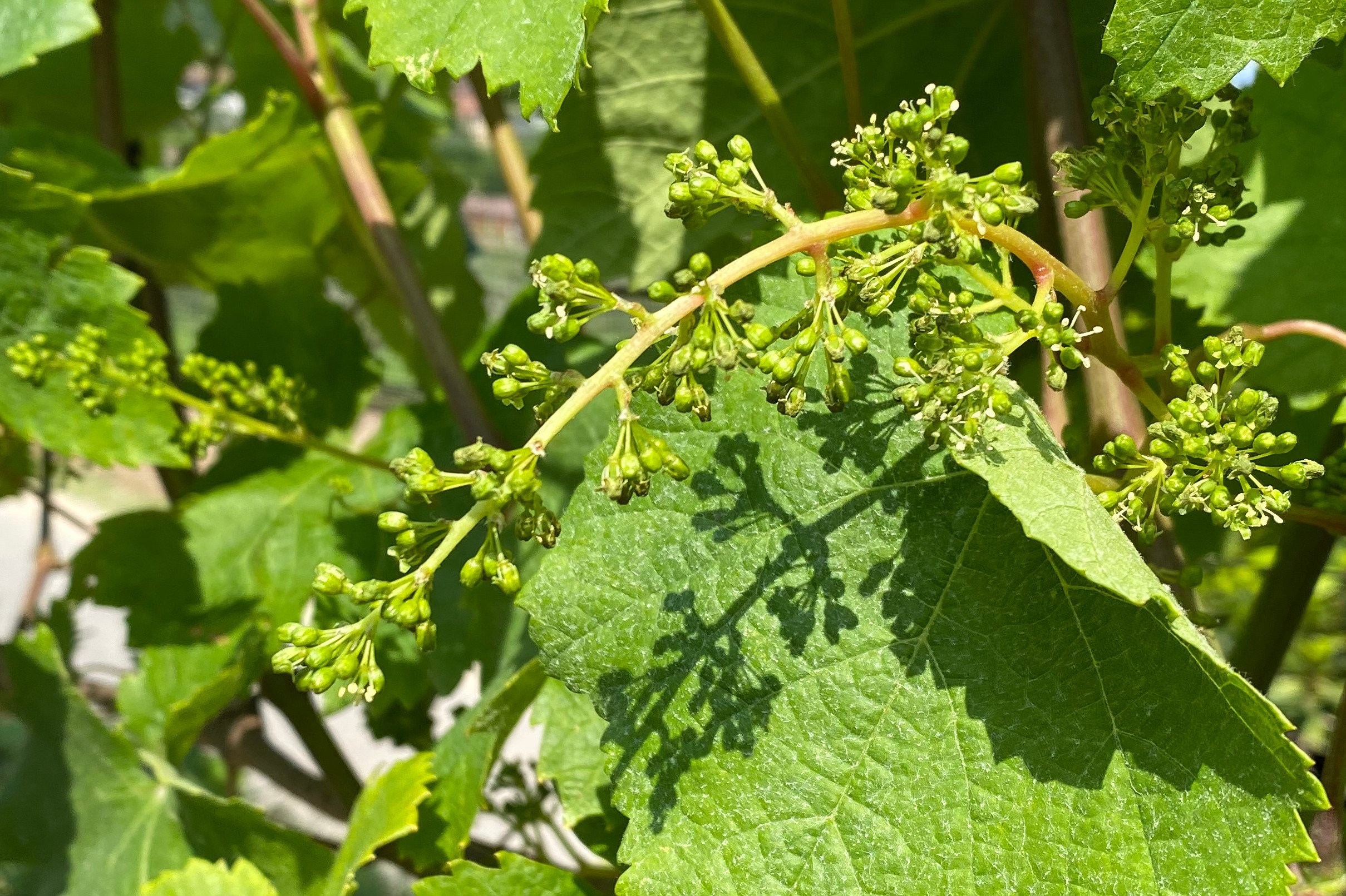 Verdicchio Marotti Campi